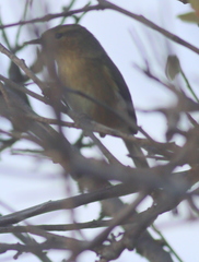 Phylloscopus canariensis