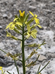 Erysimum asperum