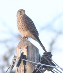 Falco tinnunculus canariensis