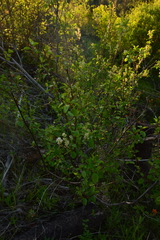 Ceanothus sanguineus