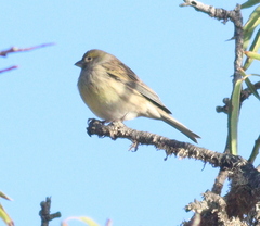 Serinus canaria