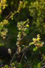 Ceanothus sanguineus