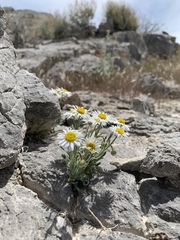 Erigeron concinnus