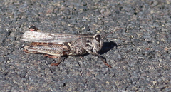 Calliptamus plebeius