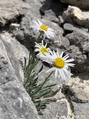 Erigeron concinnus