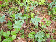 Hylotelephium telephium