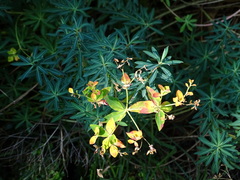 Euphorbia ceratocarpa