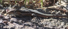 Gallotia galloti