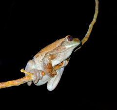 Trachycephalus typhonius