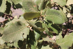 Quercus brantii