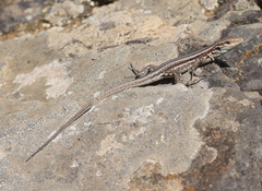 Gallotia galloti