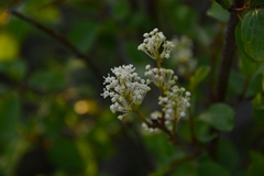 Ceanothus sanguineus