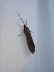 Dicosmoecus