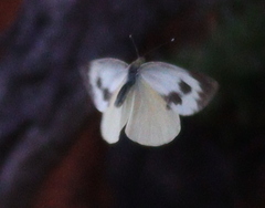 Pieris cheiranthi