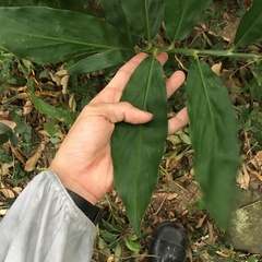Zingiber kawagoii