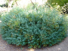 Euphorbia ceratocarpa