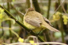 Pseudocolopteryx flaviventris