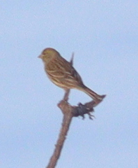 Serinus canaria
