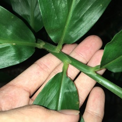 Zingiber kawagoii