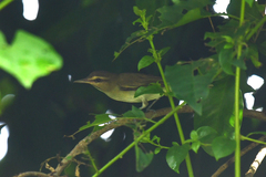 Vireo altiloquus