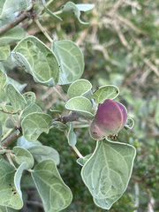 Jatropha canescens