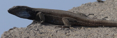 Gallotia galloti