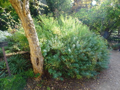 Euphorbia ceratocarpa