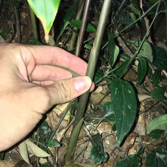 Zingiber kawagoii