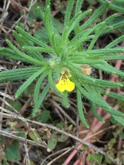 Ajuga chamaepitys