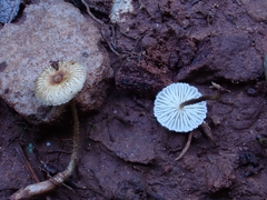 Crinipellis scabella