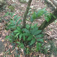 Zingiber kawagoii