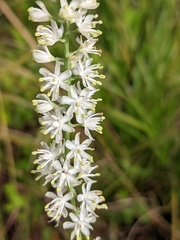 Tofieldia glabra