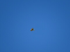 Buteo jamaicensis