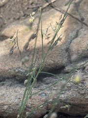 Asparagus virgatus