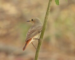 Phoenicurus phoenicurus