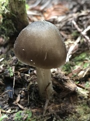Pluteus exilis