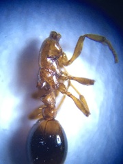 Formicoxenus nitidulus