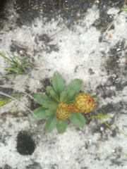 Berkheya herbacea