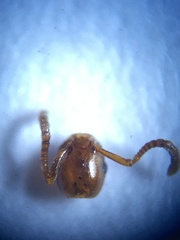 Formicoxenus nitidulus