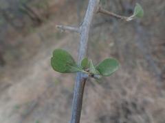 Terminalia