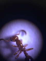 Formicoxenus nitidulus