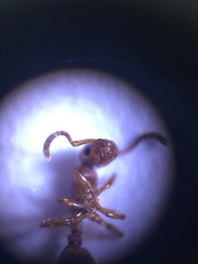 Formicoxenus nitidulus