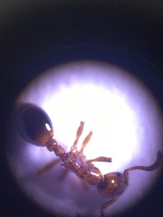 Formicoxenus nitidulus