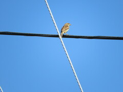 Passer domesticus