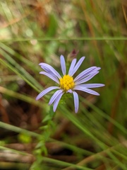 Symphyotrichum walteri