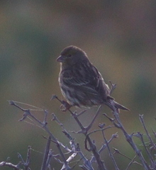 Serinus canaria