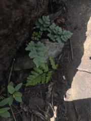 Cheilanthes dolomiticola