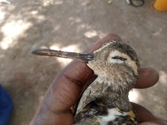 Rostratula benghalensis