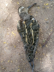 Rostratula benghalensis