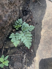 Cheilanthes dolomiticola